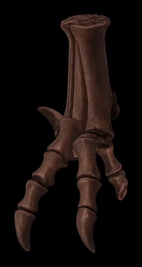 A fossil T. rex foot: a tall ankle bone above three clawed toes.